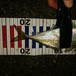 足で稼ぐ遠投アジング